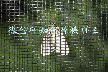 微信群如何替换群主