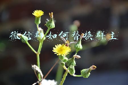 微信群如何换群主(“微信群主”要担起管理职责)