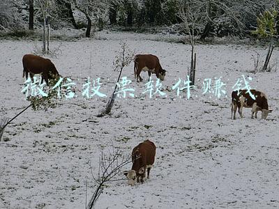正规微信投票赚钱平台汇总(在线投票系统(支持微信))