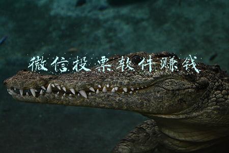 什么平台可以投票赚钱软件(苍蝇也是肉，不要看不上小钱。盘点那些赚钱小软件)