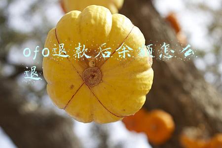 ofo退款后余额怎么退