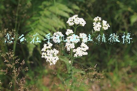 手机号注销微博怎么办(新浪娱乐官方微博被销号，回应称因手机号解绑导致)
