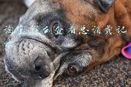 淘宝怎么查看总消费记录