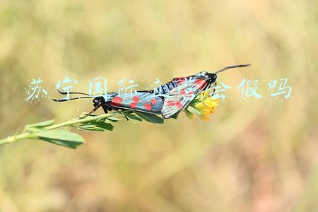 苏宁国际直营会假吗