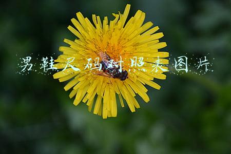 男鞋尺码对照表图片