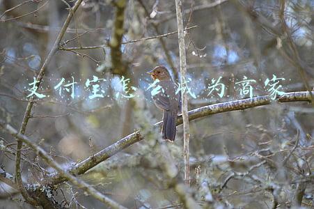 支付宝怎么变成商家码(个人一键“变”商户？支付宝推出的新活动，审核到位了吗)
