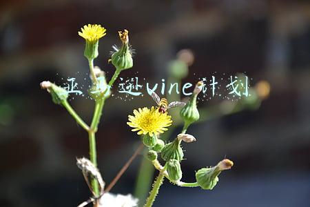 亚马逊vine计划