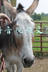 抖音视频文案怎么复制(中小企业营销难？因为你不懂抖音快手！一套可复制短视频营销框架)