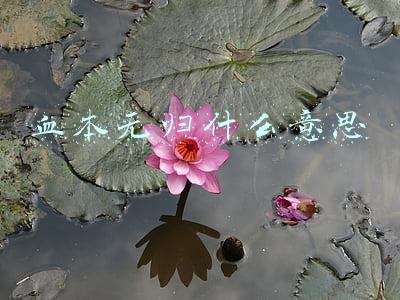 血本无归什么意思