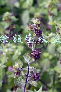 余额宝收益