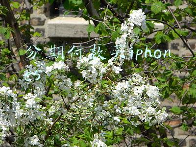 iphone5刷机(教你将iPhone5降级至iOS8.4.1并安装iOS6双系统)