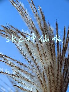 sk2神仙水