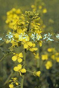北京购物攻略