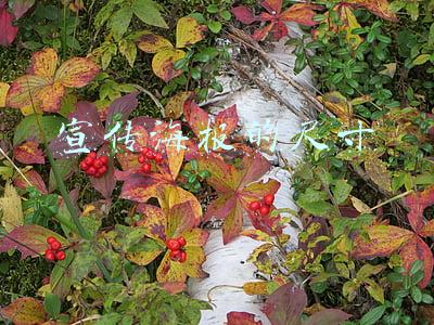 宣传海报的尺寸