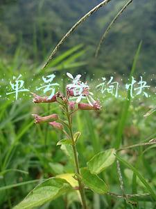 订单号查询快递