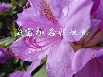 淘宝搜索综合排名规则(「金洲鹏」新手卖家想要获取自然流量，先要弄清淘宝搜索排名机制)