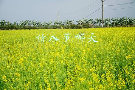 情人节哪天