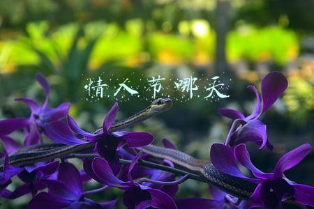 情人节哪天