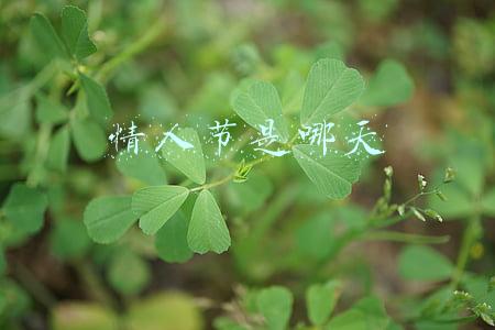 情人节是哪天
