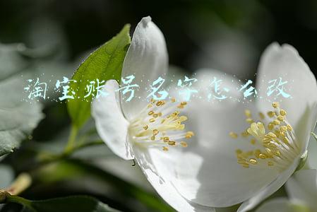 淘宝账号名字怎么改