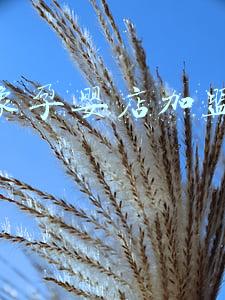 小飞象母婴网上商城 爱他美和小飞象合作了?