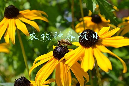 农村种养项目