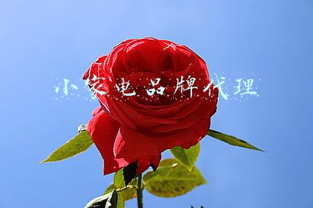 小家电品牌代理