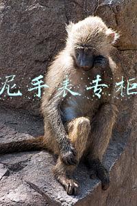 阿玛尼手表专柜价格