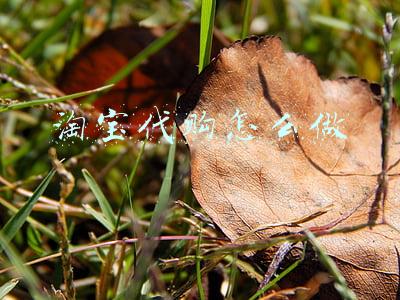 淘宝代购怎么做