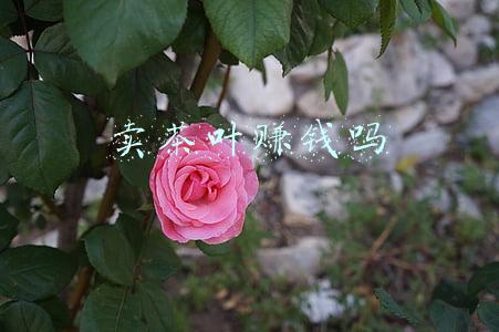 卖茶叶赚钱吗