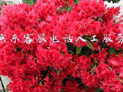 京东客服电话人工服务