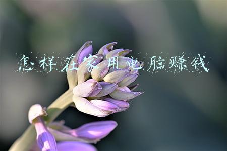 怎样在家用电脑赚钱