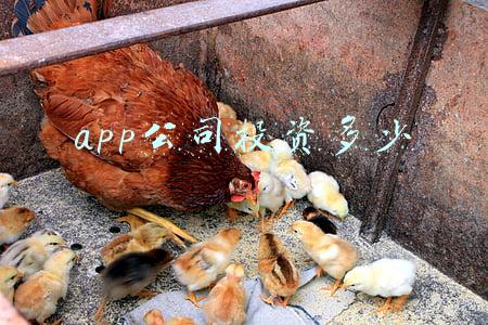 app公司投资多少