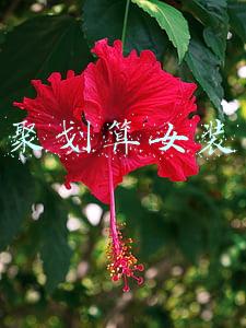 聚划算女装