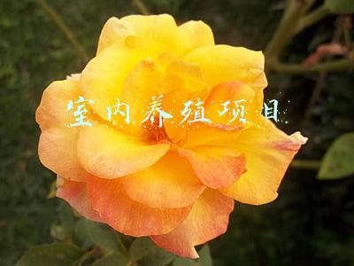 室内养殖项目