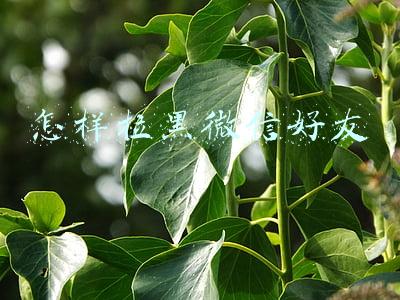 怎样拉黑微信好友 怎样拉黑微信好友