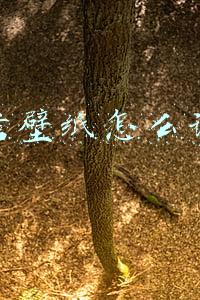微信壁纸怎么设置
