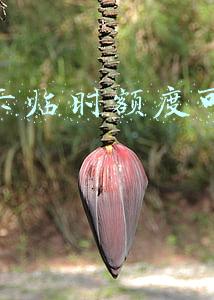 信用卡临时额度可以分期吗