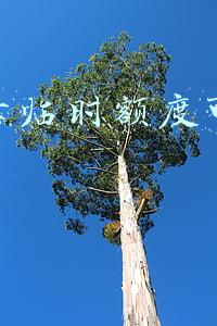 信用卡临时额度可以分期吗
