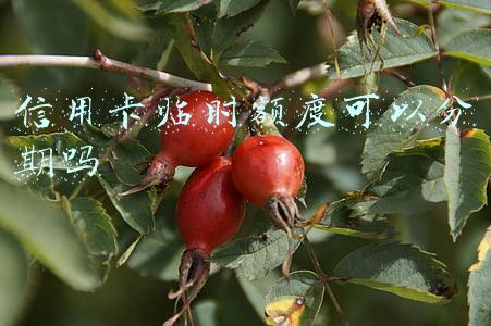 浦发信用卡临时额度可以分期吗(各大银行信用卡临时额度调整期间)