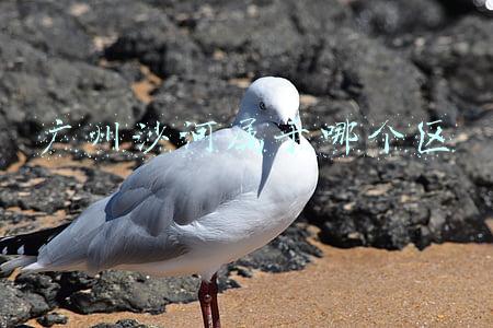 广州沙河属于哪个区