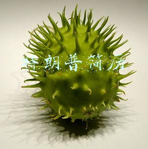 特朗普简历