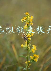 花呗额度提升
