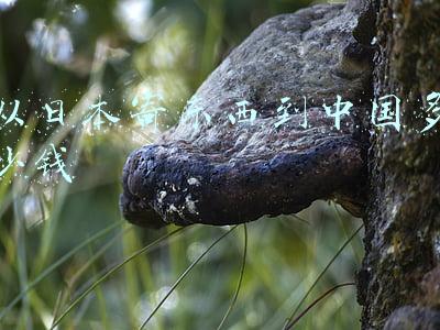 从日本寄东西到中国多少钱