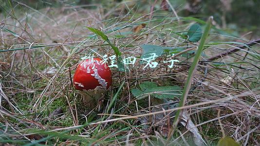 携程四君子
