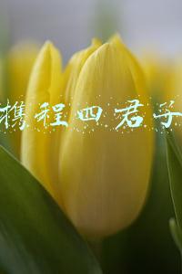 携程四君子