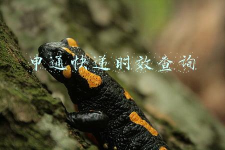 申通快递时效查询