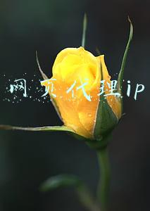 网页代理ip