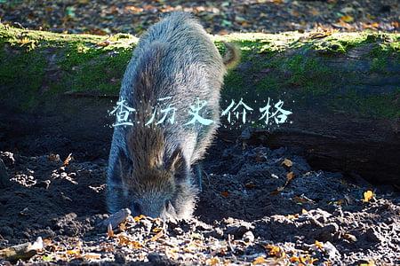 查历史价格
