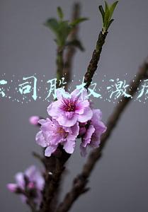 公司股权激励